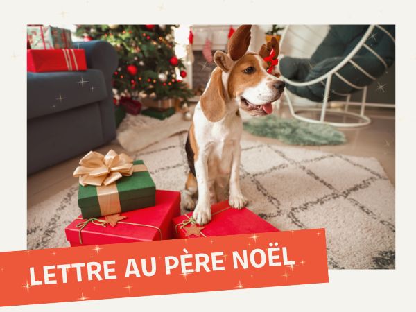 Idées cadeaux de Noël pour chien
