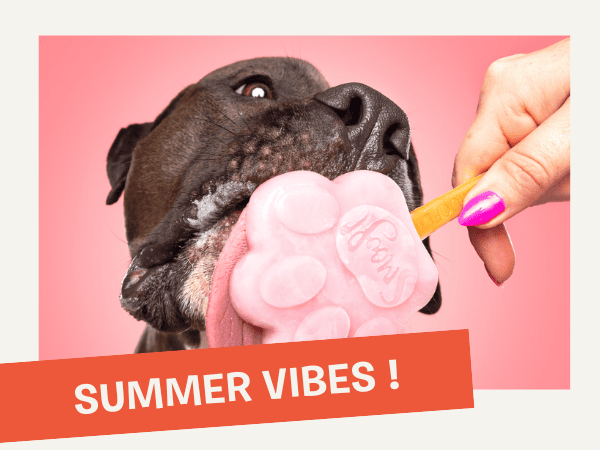 Inooko - Boutique pour chien et chat - sélection été et nouveautés 2025 wisepops