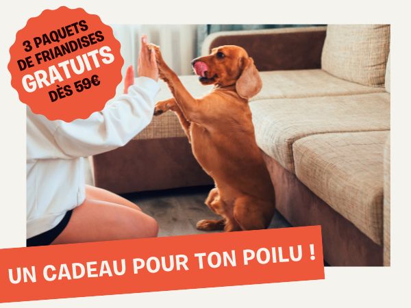 inooko boutique chien et chat peluche offerte