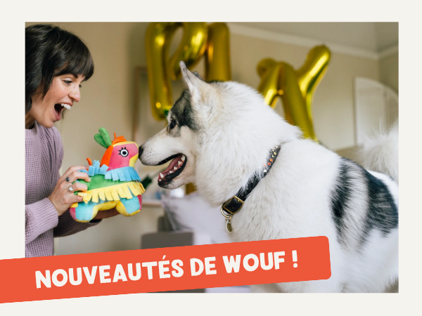 inooko boutique pour chien et chat - nouveautés de mai