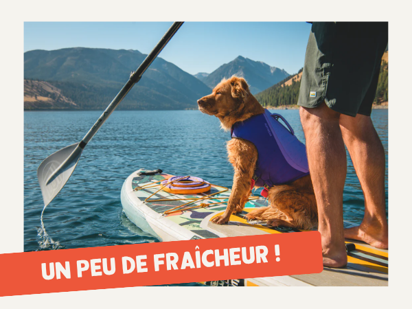 Inooko - Boutique pour chien et chat - sélection été et nouveautés 2025 wisepops