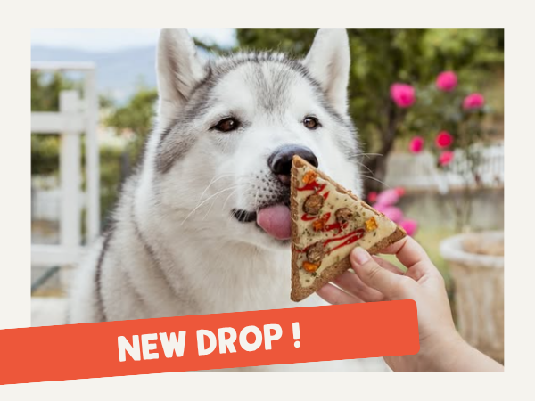 inooko boutique pour chien et chat - nouveautés de mai