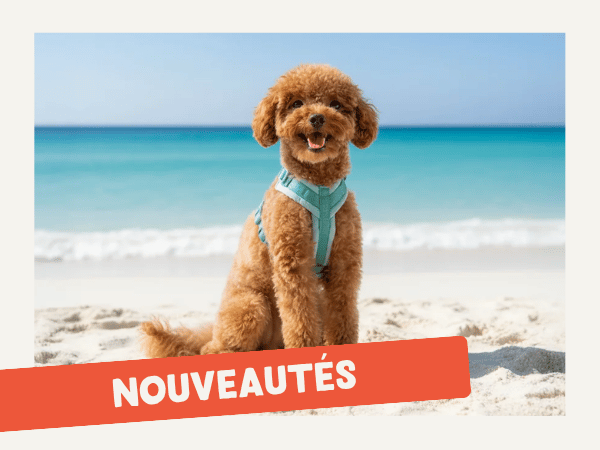 inooko boutique pour chien et chat - nouveautés de mai