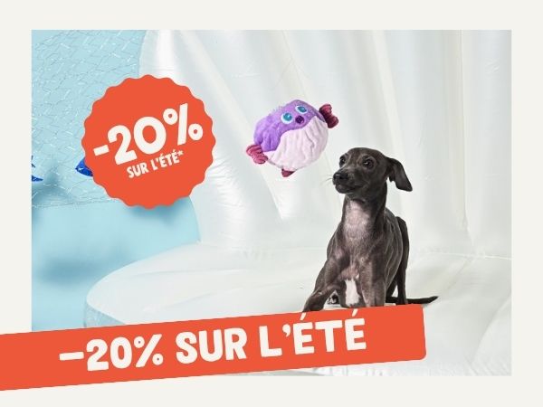 Accessoires pour chien et chat pour combattre la chaleur