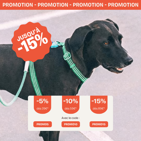 Accessoires pour chien et chat pour combattre la chaleur