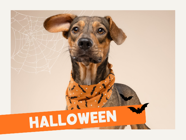 Sélection d'Halloween pour chien