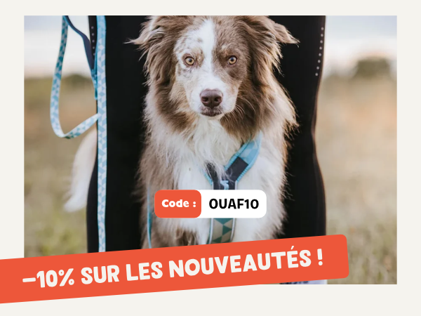 inooko boutique pour chien et chat - nouveautés de mai
